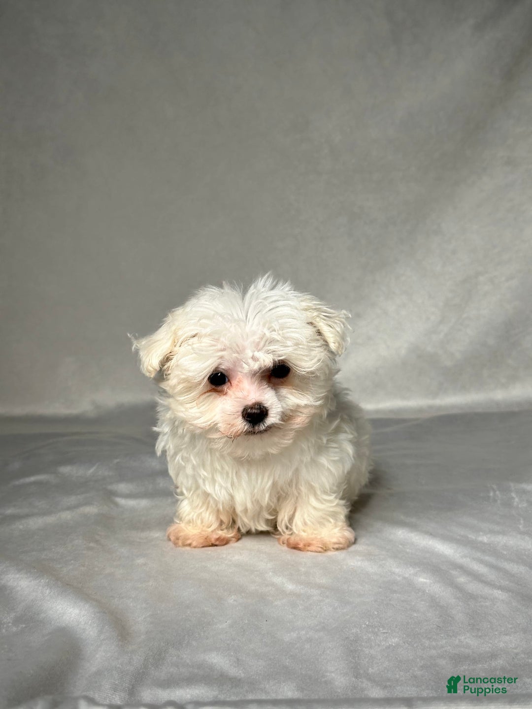 Maltese dogs for sale: Timmy - Image 4