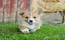Welsh Corgi Pembroke dogs for sale: Welsh Corgi (Pembroke) 8 puppies - Image 1