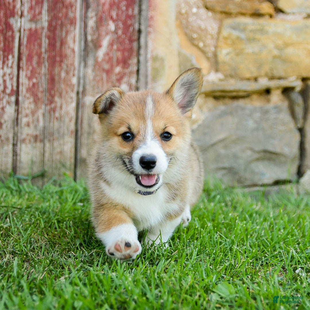 Welsh Corgi Pembroke dogs for sale: Welsh Corgi (Pembroke) 8 puppies - Image 1