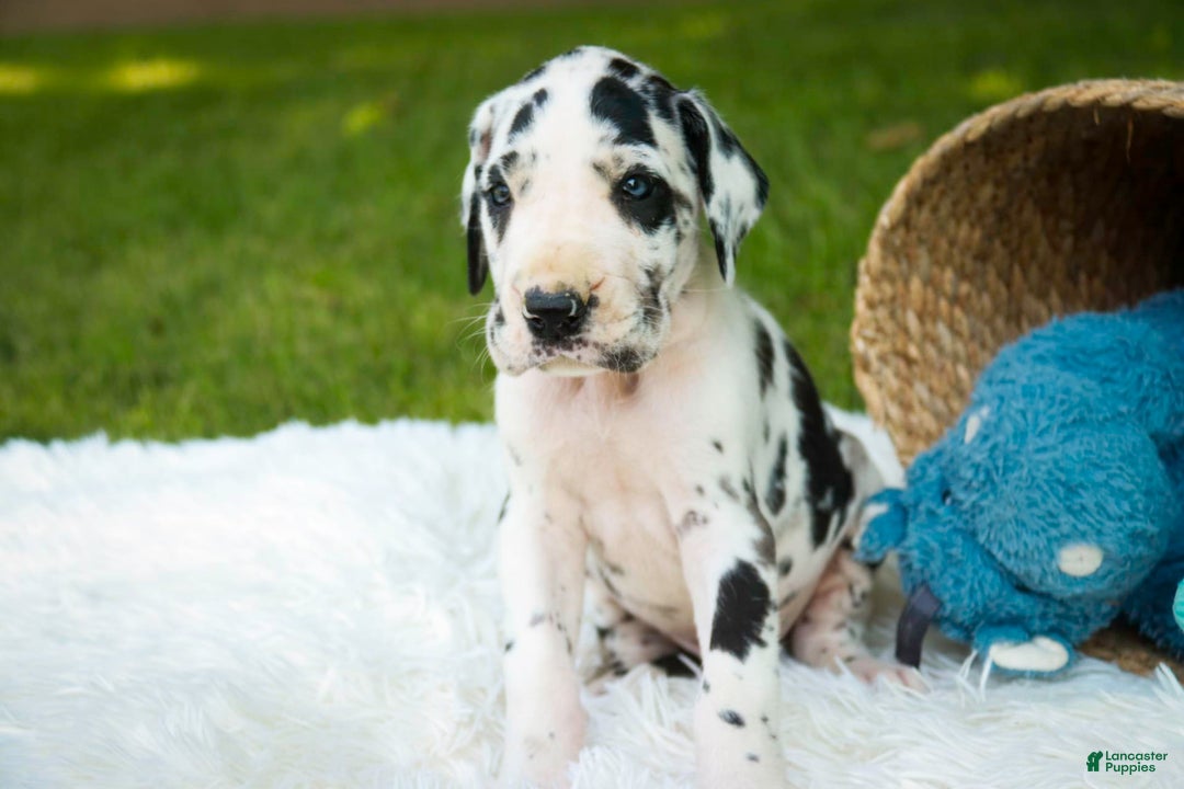 Great Dane dogs for sale: Legend - Image 9