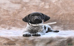German Shorthaired Pointer dogs for sale: Miami - Image 5