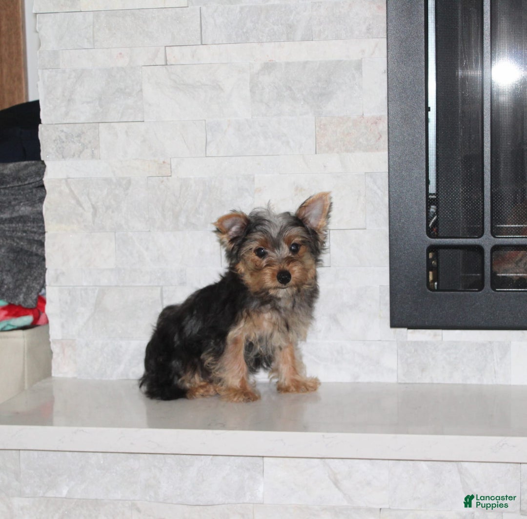Yorkshire Terrier dogs for sale: Prince - Image 3