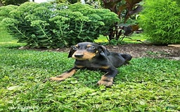 Doberman Pinscher dogs for sale: Desmond - Image 3