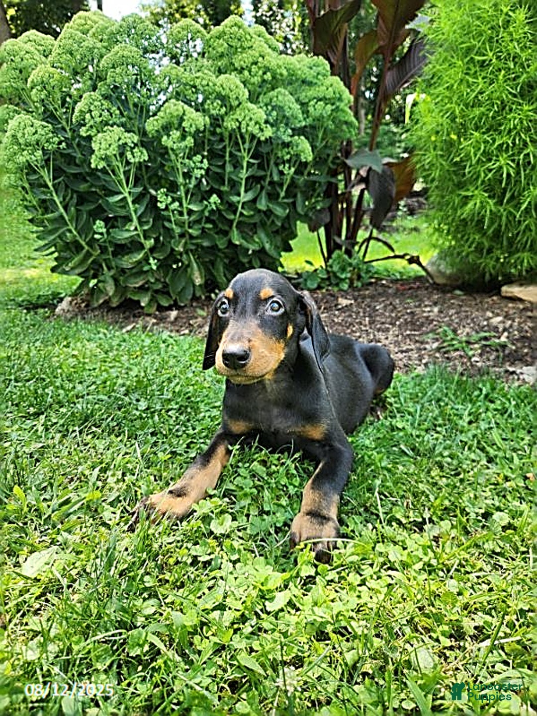 Doberman Pinscher dogs for sale: Desmond - Image 3