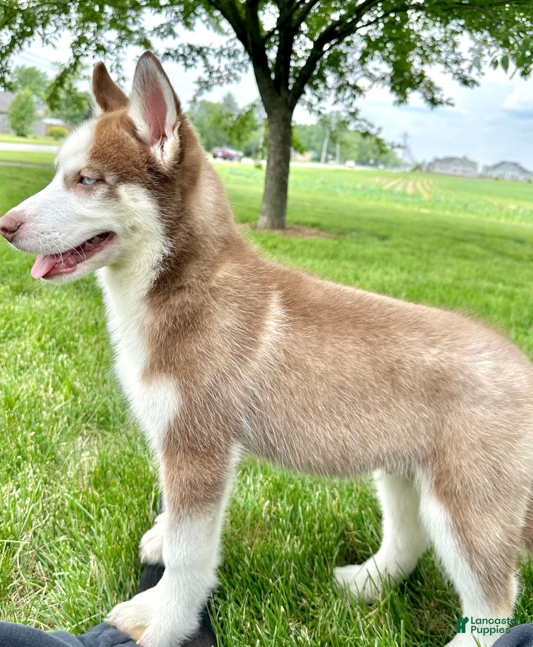 Siberian Husky dogs for sale: Howie - Image 2
