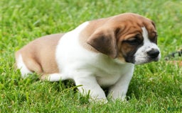 Beabull dogs for sale: Angie - Image 3
