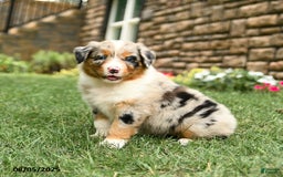 Australian Shepherd dogs for sale: Australian Shepherd 10 puppies - Image 23