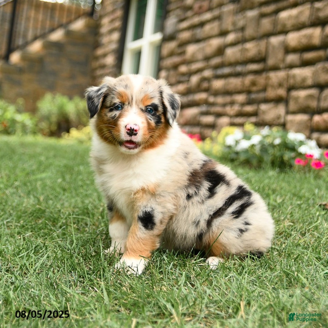 Australian Shepherd dogs for sale: Australian Shepherd 10 puppies - Image 23