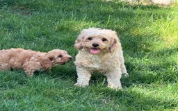 Cavapoo dogs for sale: Bella - Image 10