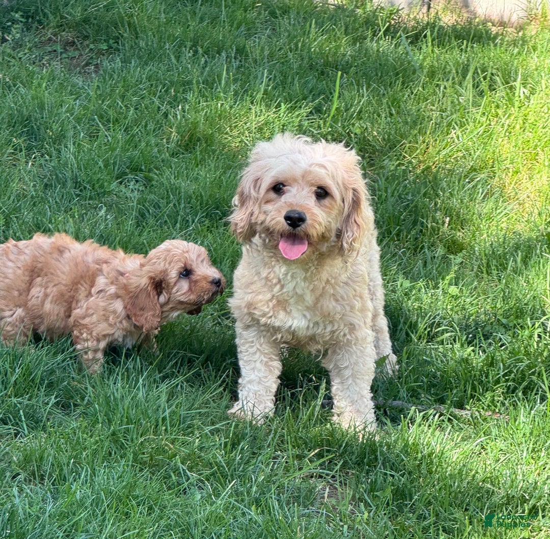 Cavapoo dogs for sale: Bella - Image 10