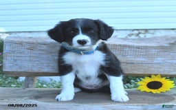 Border Collie dogs for sale: Rita - Image 2