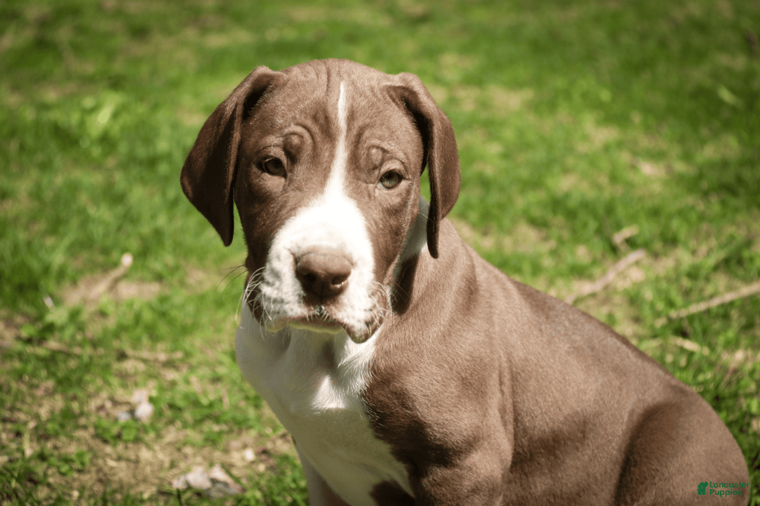 Great Dane dogs for sale: Jack - Image 18