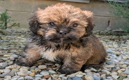 Lhasa Apso dogs for sale: Grizzly - Image 1
