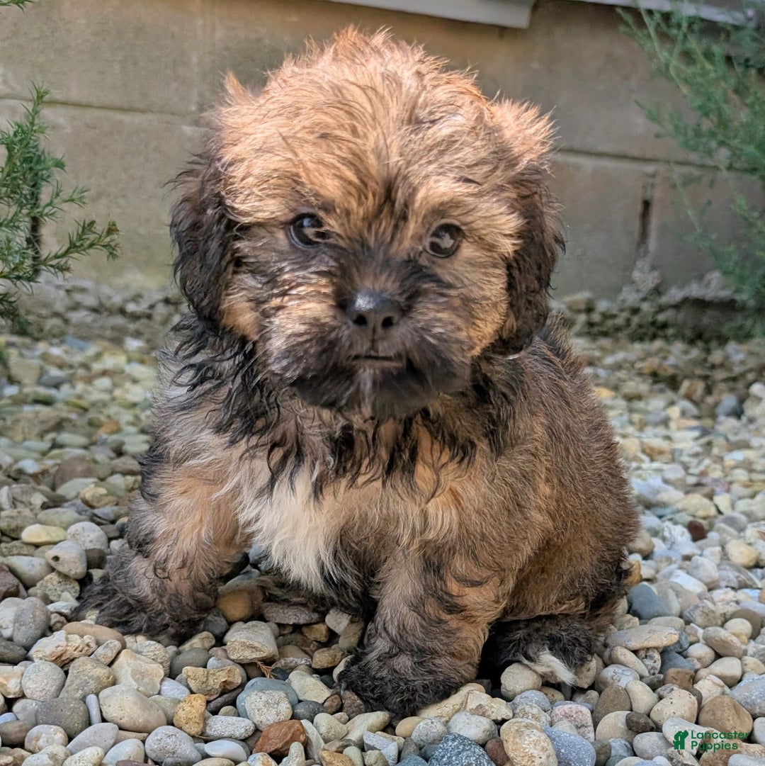 Lhasa Apso dogs for sale: Grizzly - Image 1