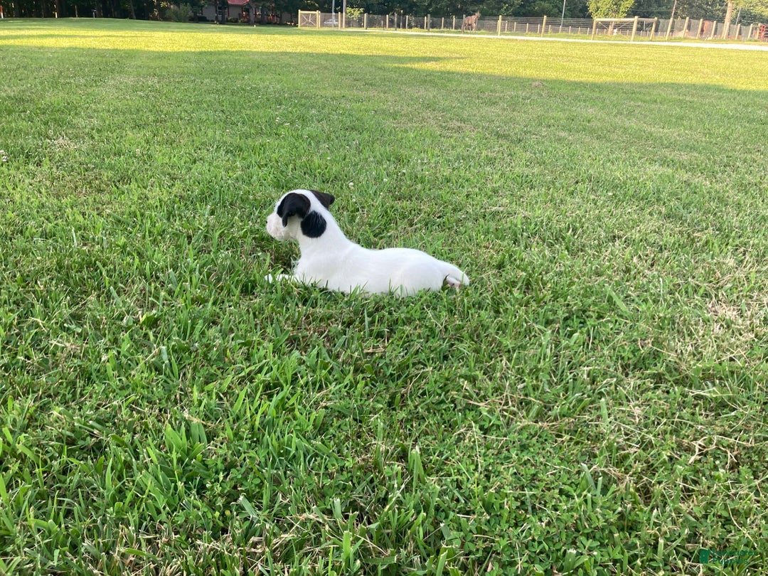 Jack Russell Terrier dogs for sale: Cedric - Image 2