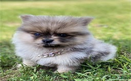 Pomeranian dogs for sale: Pico - Image 1