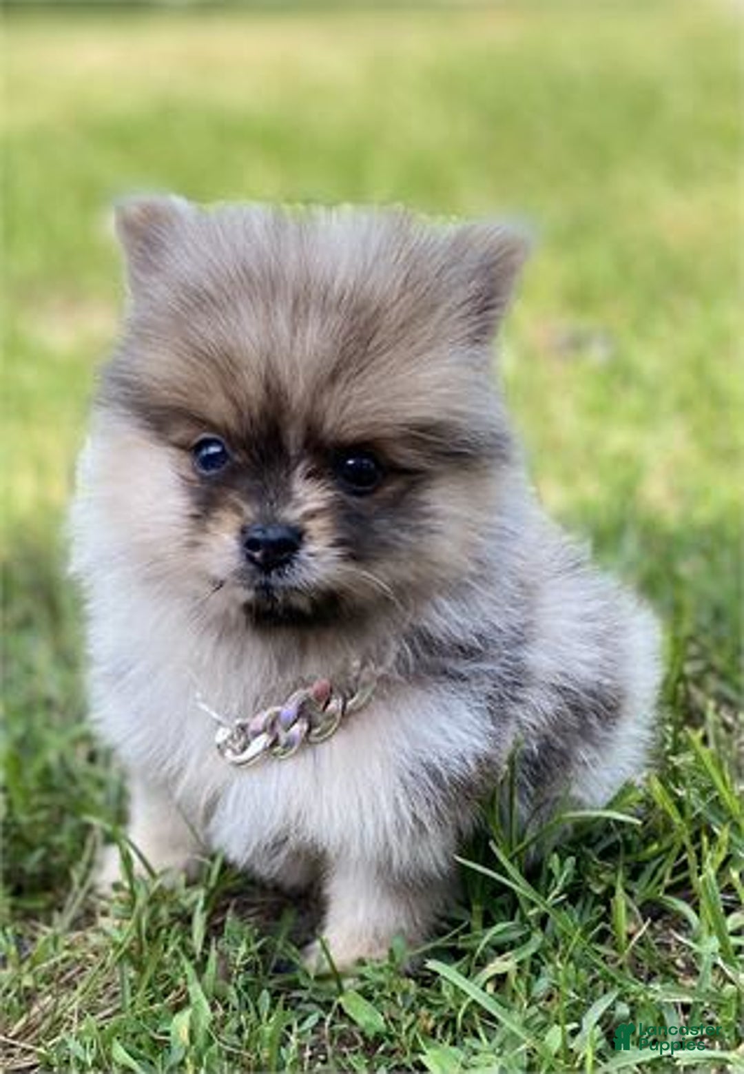 Pomeranian dogs for sale: Pico - Image 1