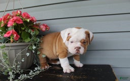 English Bulldog dogs for sale: Rippley - Image 11