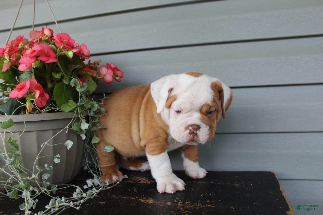 English Bulldog dogs for sale: Rippley - Image 11