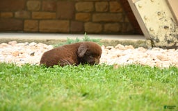 Newfoundland dogs for sale: Bella - Image 14