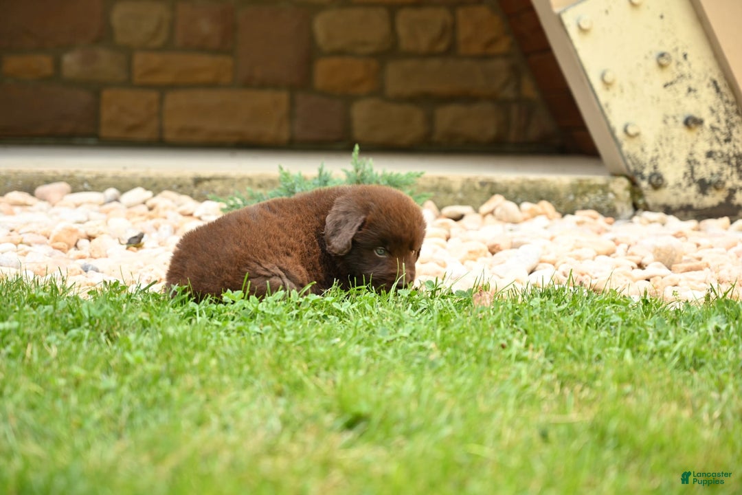 Newfoundland dogs for sale: Bella - Image 14