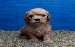 Cavapoo dogs for sale: Luke - Image 9