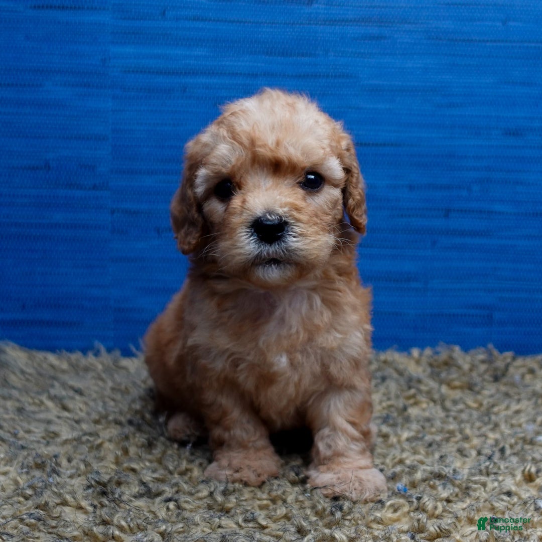 Cavapoo dogs for sale: Luke - Image 9