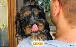 Cavapoo dogs for sale: Ernie - Image 2