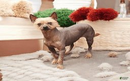 Chinese Crested dogs for sale: Cinnamon - Image 2