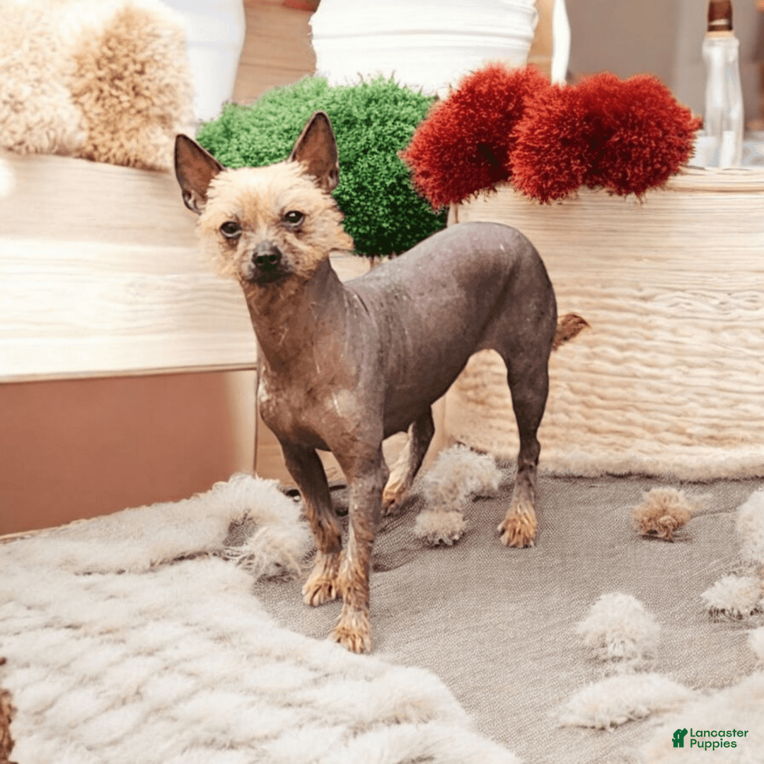 Chinese Crested dogs for sale: Cinnamon - Image 2