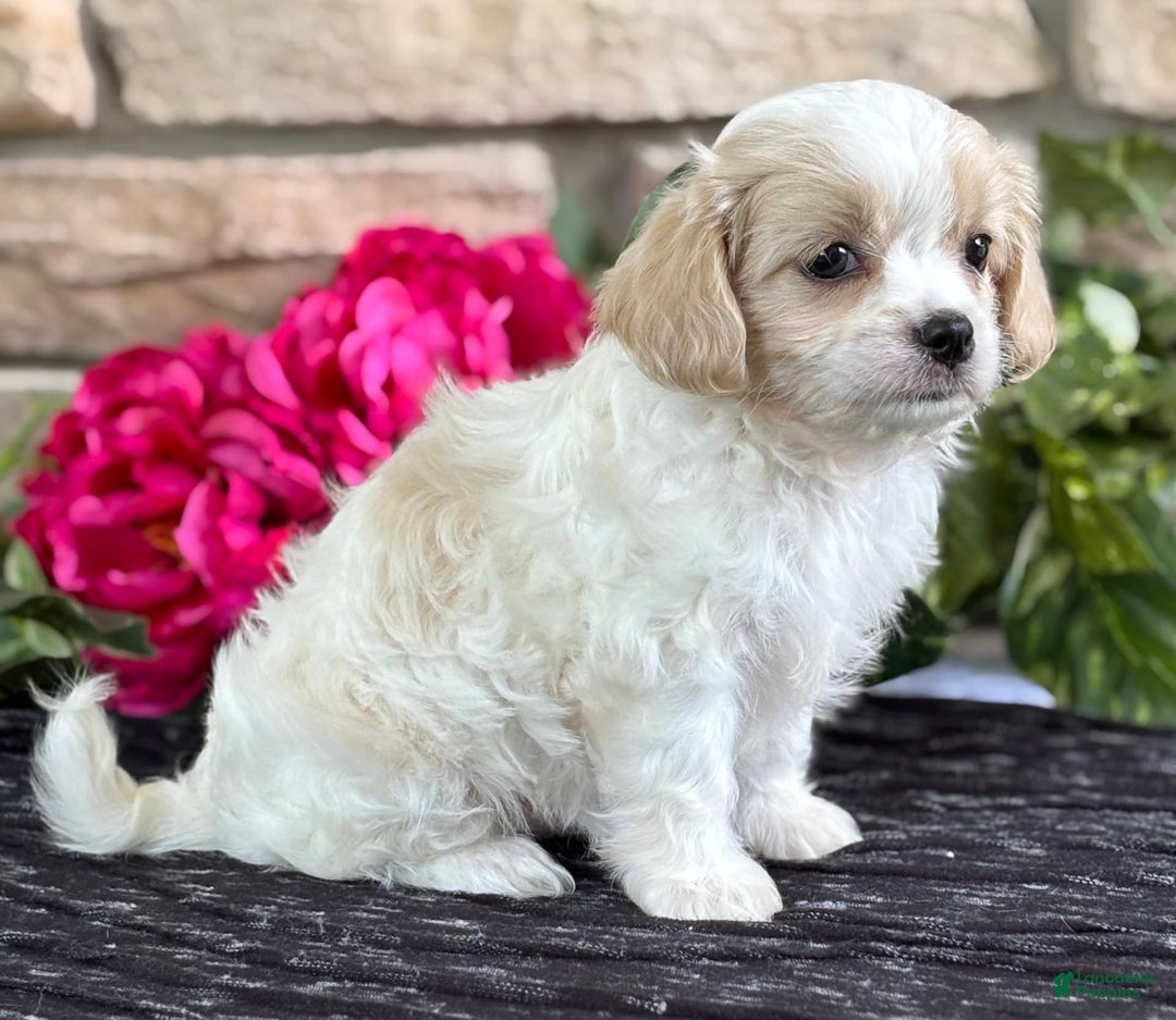 Cavalier King Charles Spaniel dogs for sale: ELLA - Image 3