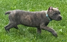 Cane Corso dogs for sale: Blu - Image 7