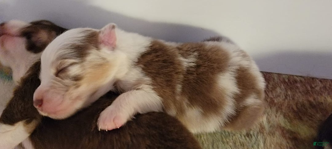 Australian Shepherd dogs for sale: Red Merle Female - Image 9