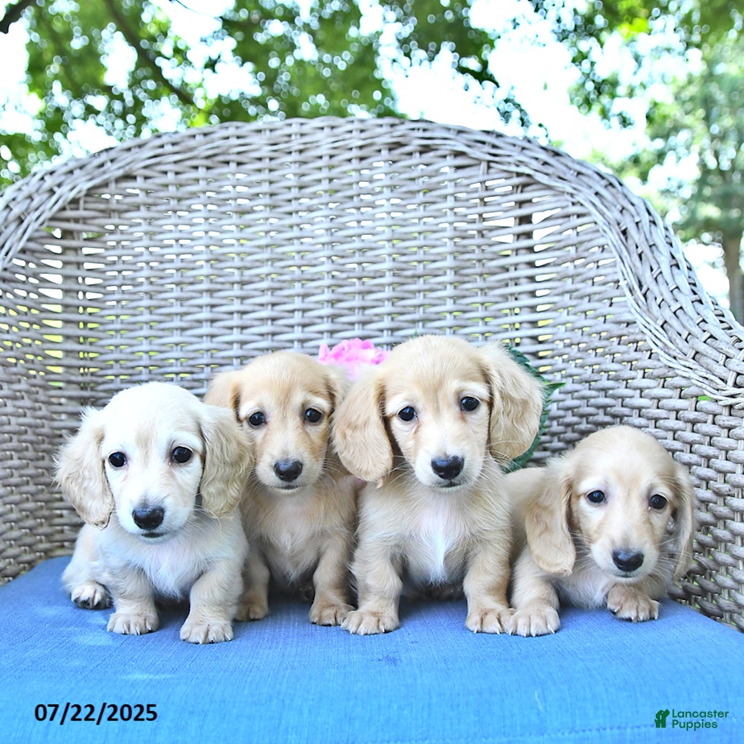 Miniature Dachshund dogs for sale: Luna - Image 5
