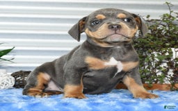 Beabull dogs for sale: Kinsley - Image 5