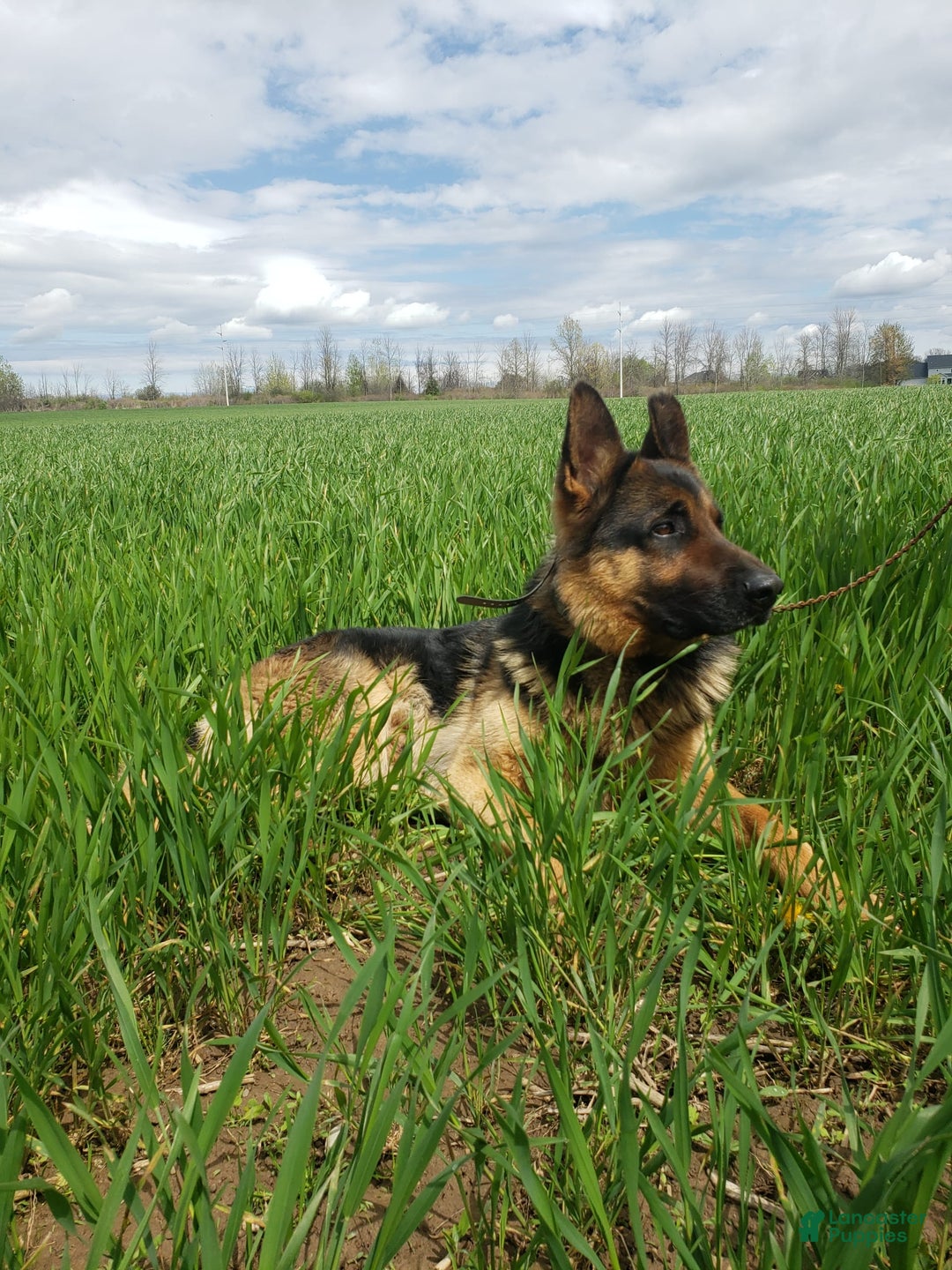German Shepherd dogs for sale: luna - Image 2