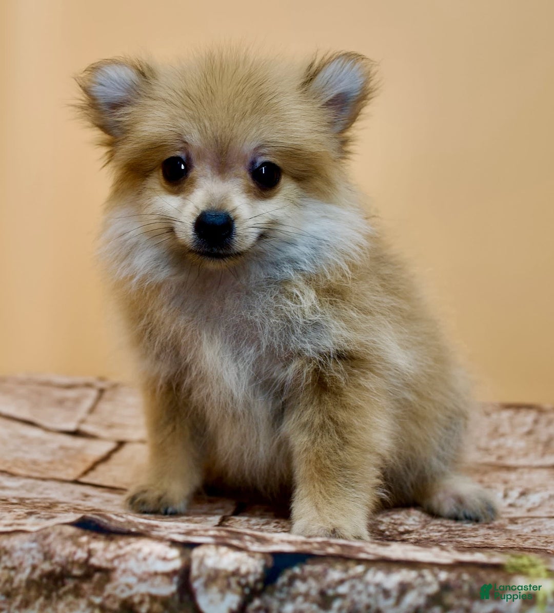 Pomeranian dogs for sale: Desiree - Image 3