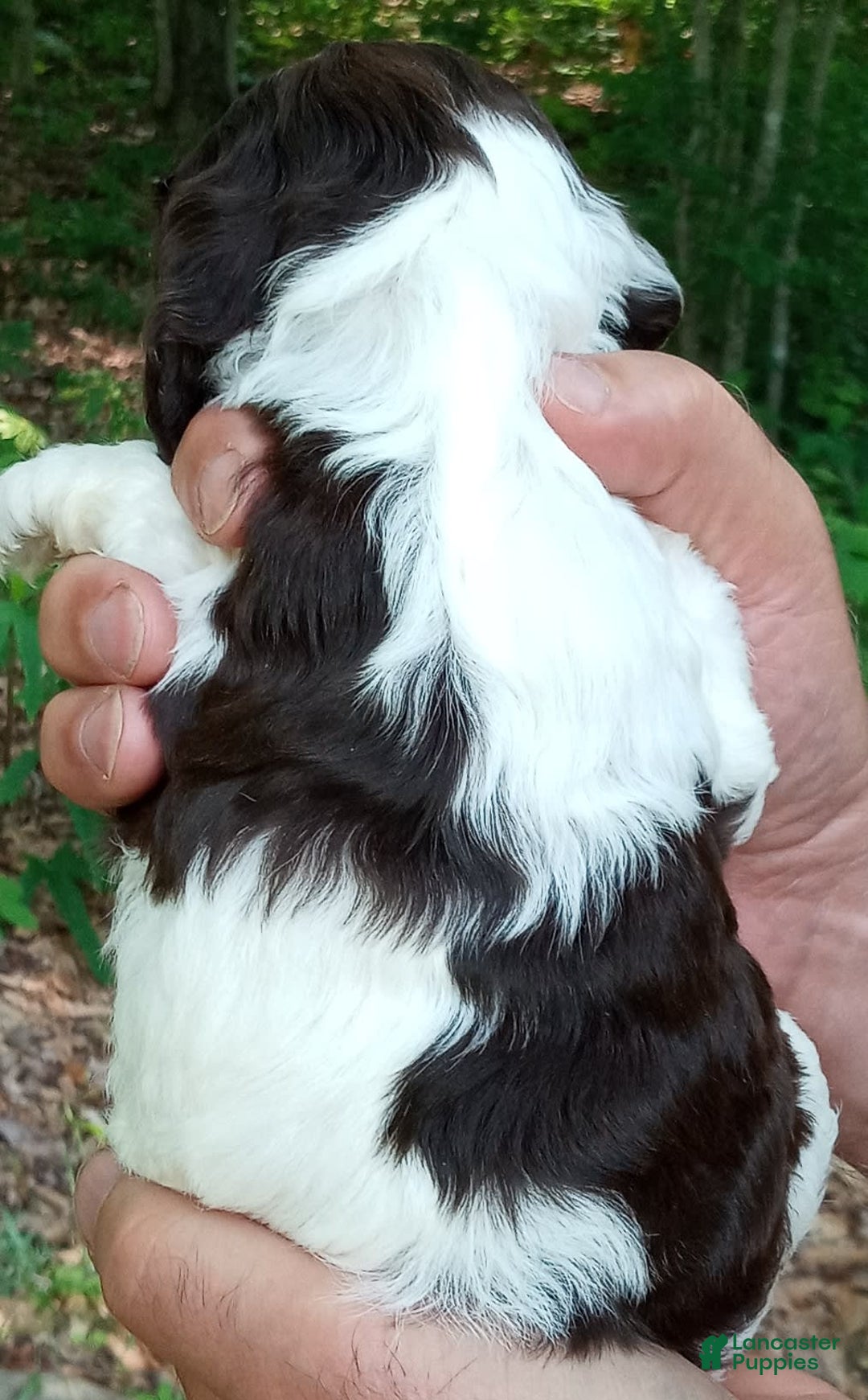 Portuguese Water Dog dogs for sale: Mayla - Image 4
