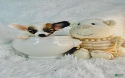 Chihuahua dogs for sale: Cutie - Image 1