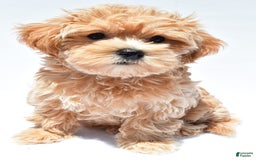 Maltipoo dogs for sale: Chloe - Image 5