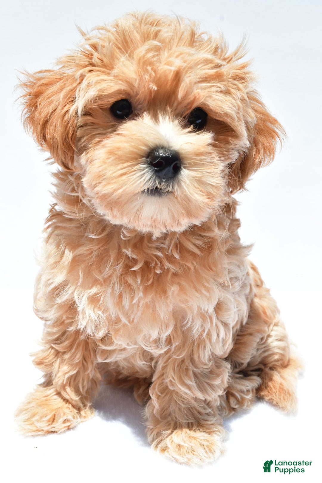 Maltipoo dogs for sale: Chloe - Image 5