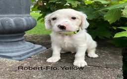 English Setter dogs for sale: Robert - Image 1
