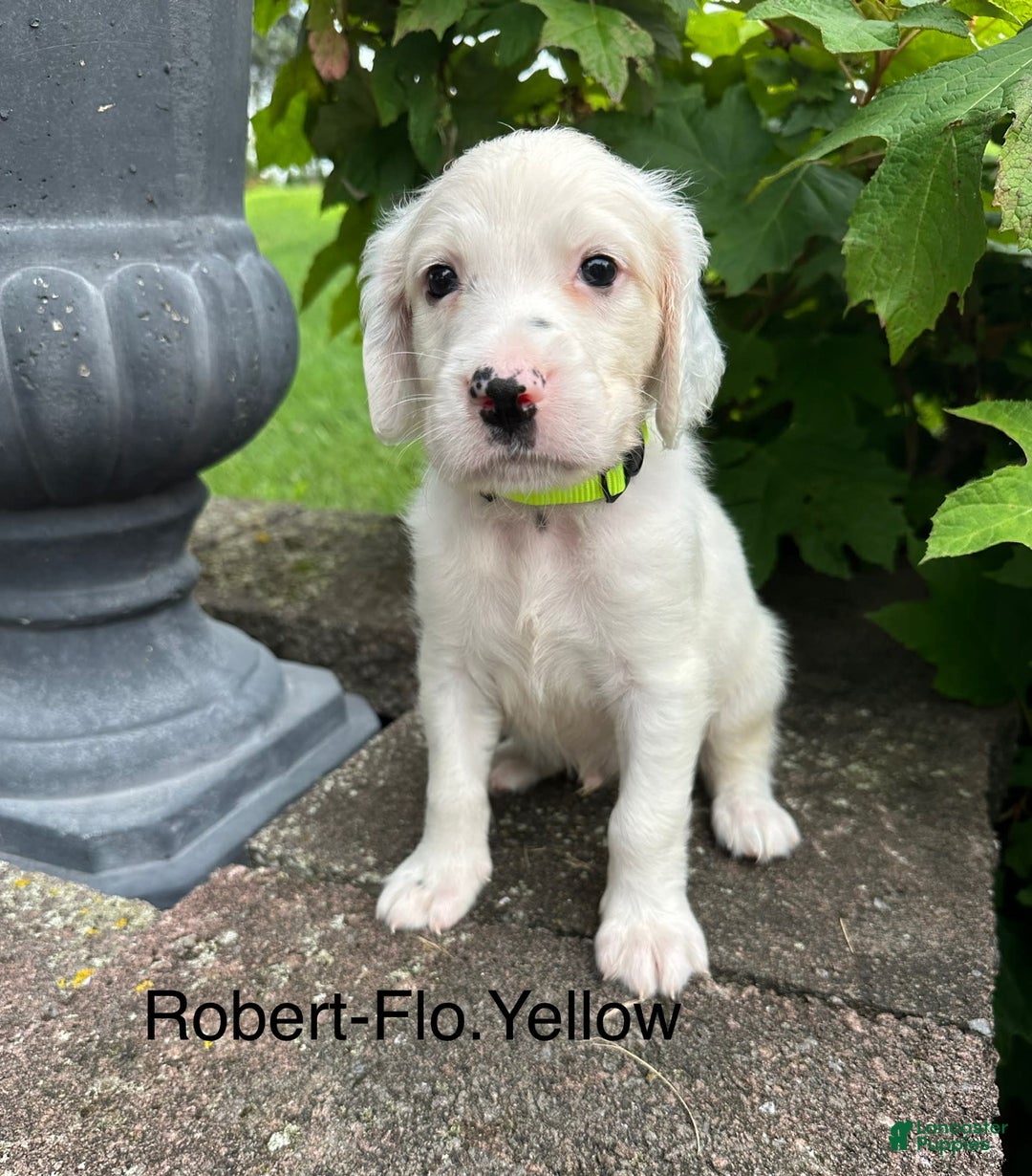 English Setter dogs for sale: Robert - Image 1