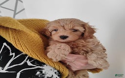 Maltipoo dogs for sale: Zephyr - Image 2