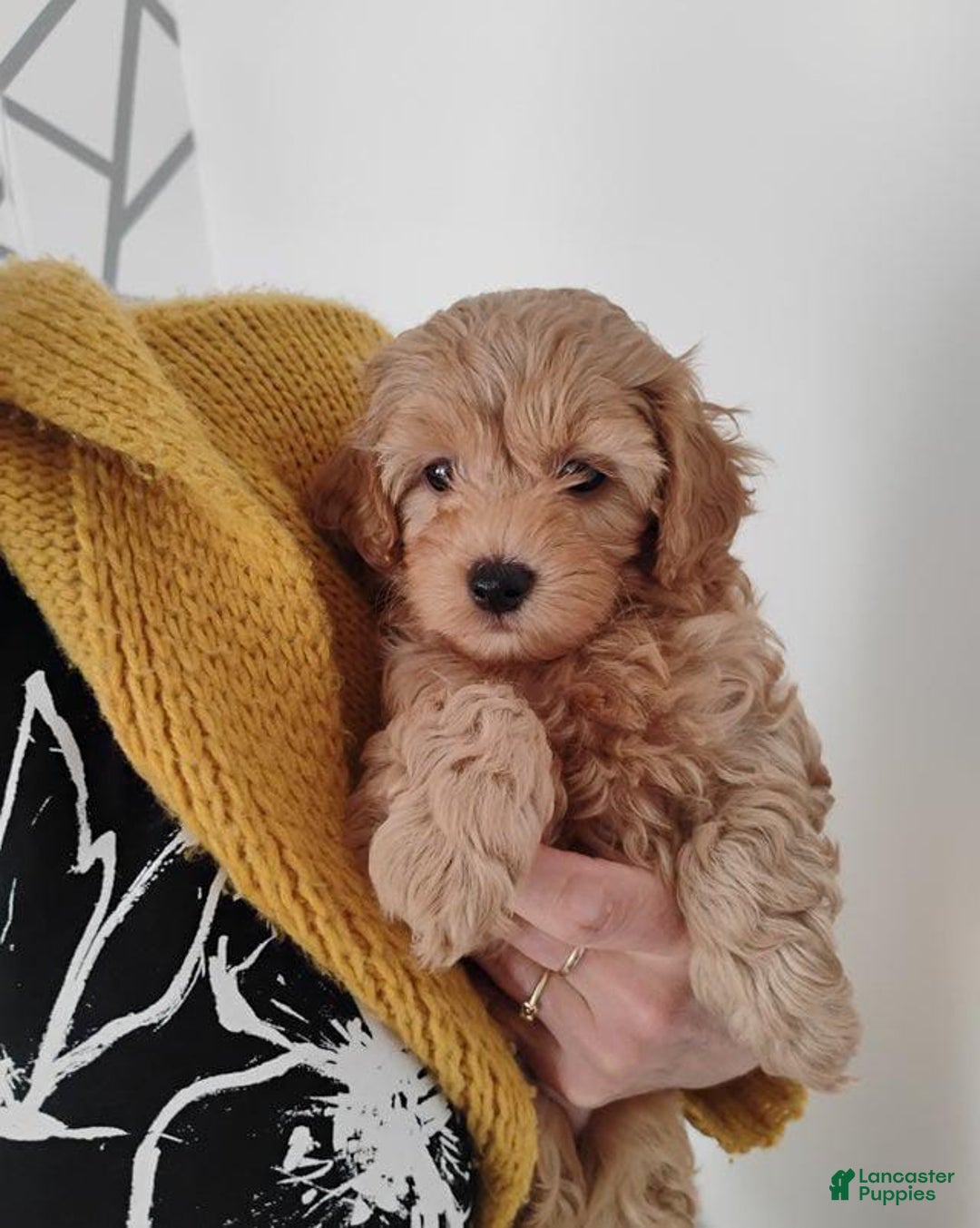 Maltipoo dogs for sale: Zephyr - Image 2