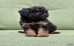 Miniature Poodle dogs for sale: Jasmine - Image 10