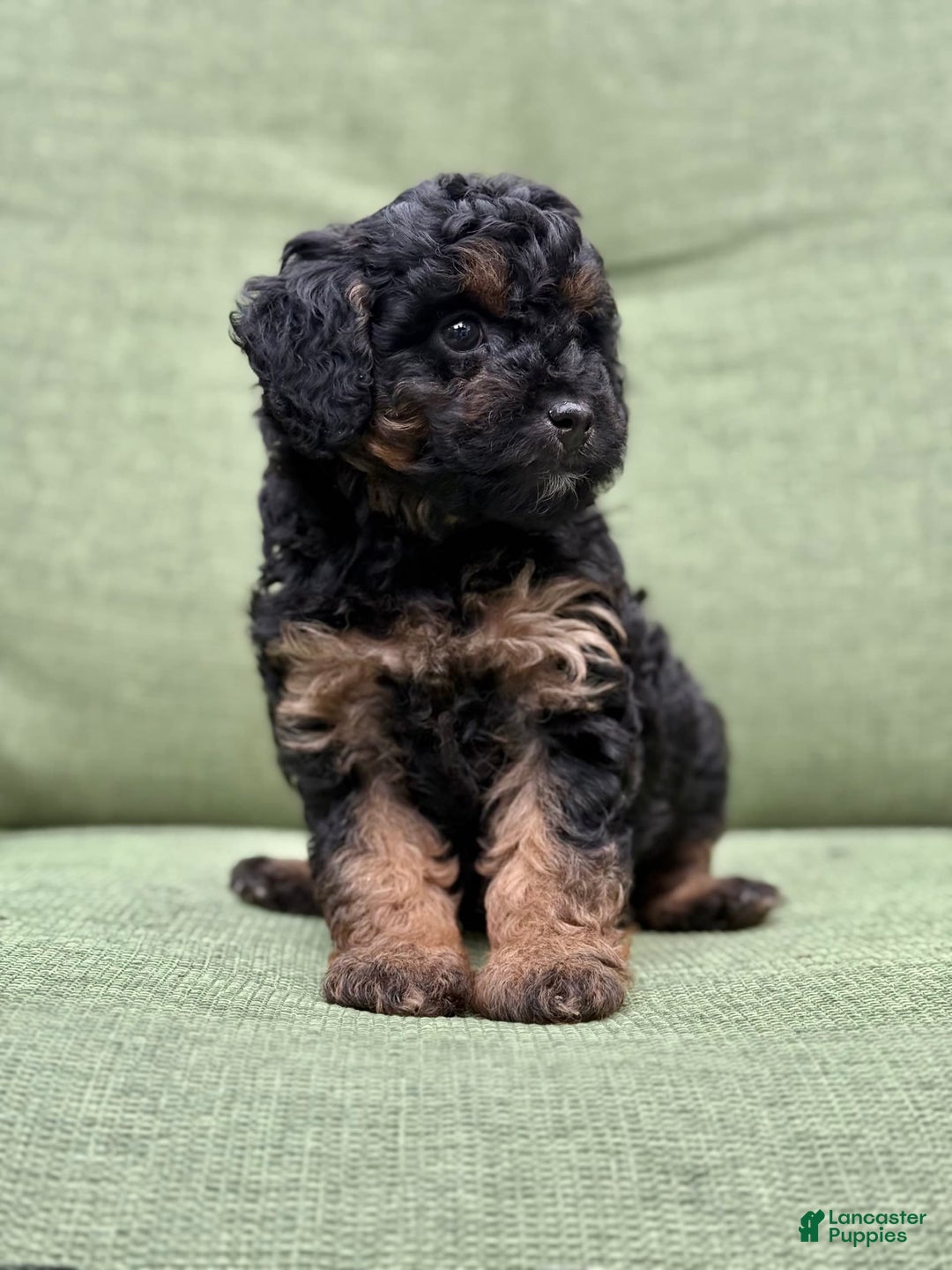 Miniature Poodle dogs for sale: Jasmine - Image 10