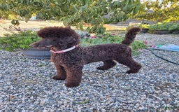 Standard Poodle dogs for sale: Jet Black ⚫️ - Image 6