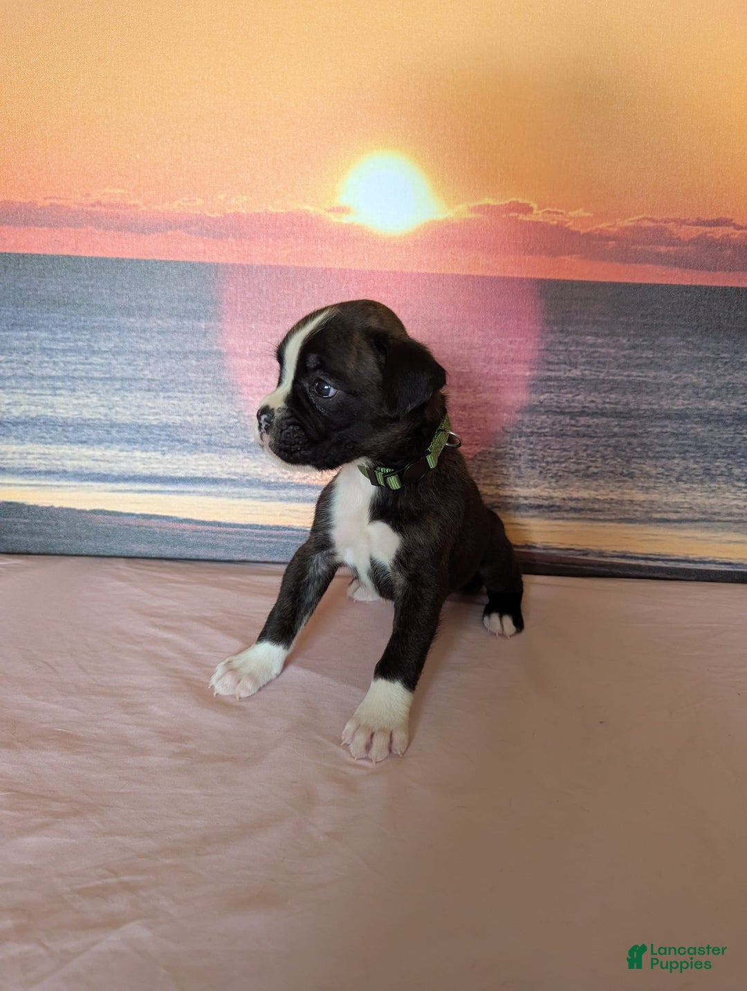 Boxer dogs for sale: Brody - Image 1