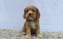 Cocker Spaniel dogs for sale: Sammy - Image 7